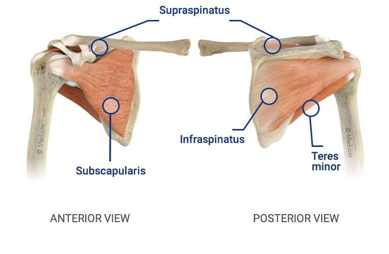Shoulder Tendon Anatomy : Rotator Cuff Injuries Symptoms And Treatment
